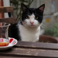 Gallery 1 - After Hours Film Society Presents Kedi