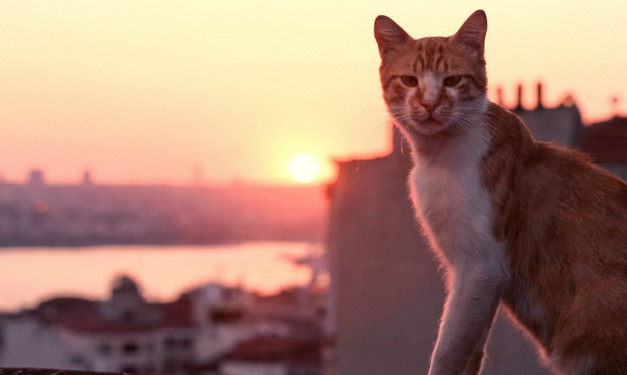 Gallery 2 - After Hours Film Society Presents Kedi