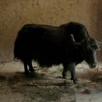 Gallery 1 - After Hours Film Society Presents Lunana: A Yak in the Classroom