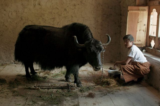 Gallery 1 - After Hours Film Society Presents Lunana: A Yak in the Classroom
