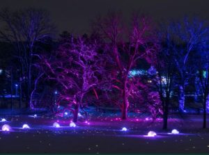 Illumination: Tree LIghts at The Morton Arboretum