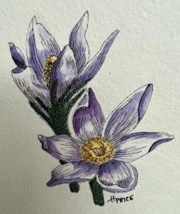 Quick & Easy Watercolor Flowers