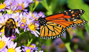 Gardening for Birds, Butterflies & Bees